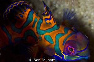 Mandarin Fish... a true test of your patience... by Ben Joubert 